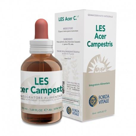 Les 50Ml Maple Acer campestris.